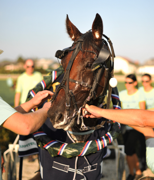 Maugli v Budimpešti do novo velike zmage