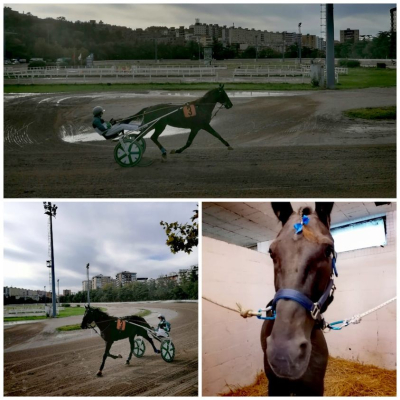 RIGILL ZMAGAL V TRSTU